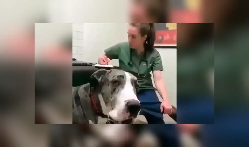 Desliza las imágenes hacia la izquierda para apreciar la inesperada reacción de un perro tras acudir al veterinario. Foto: Captura. Desliza las imágenes hacia la izquierda para apreciar la inesperada reacción de un perro tras acudir al veterinario. Foto: Captura.