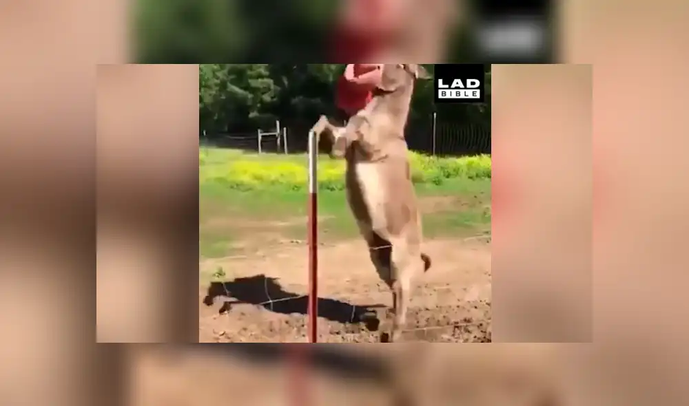 YouTube viral: Burro se comporta como tierno perrito cuando le lanzan una pelota [VIDEO]