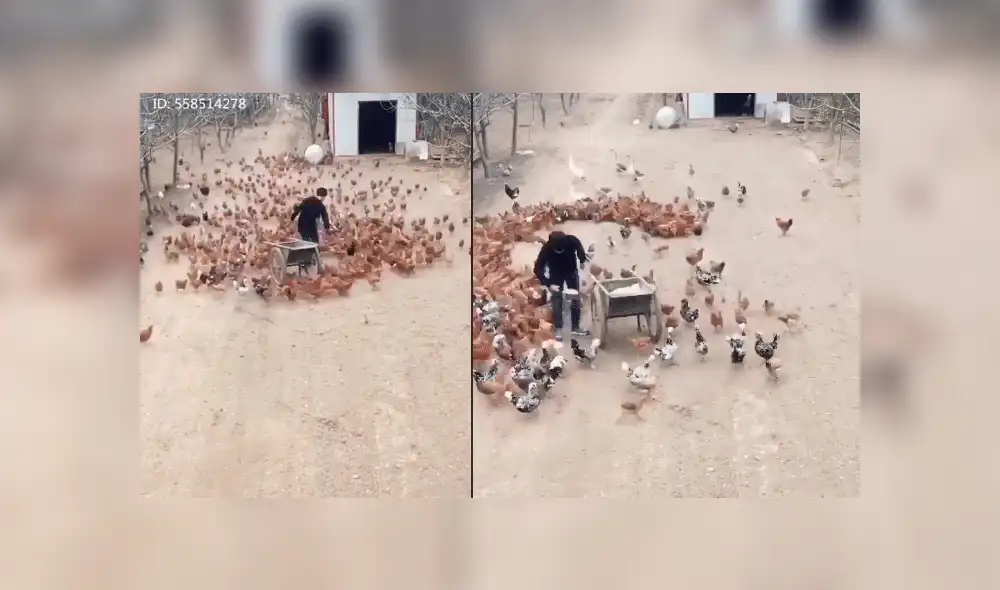 Facebook viral: romántico granjero usa cientos de gallinas para declararle su amor a una mujer [VIDEO]