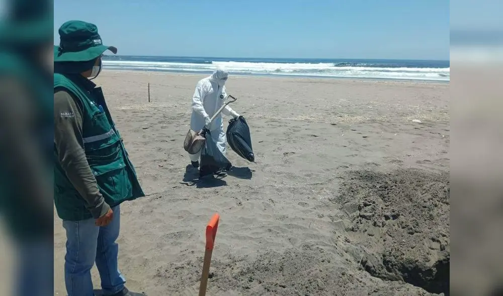 Recomiendan no acercarse a pelícanos muertos. Foto: Leonela Aquino  URPI-LR