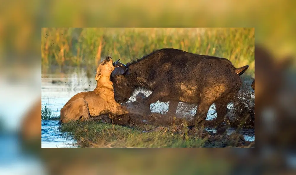 La madre logra alcanzar a la leona y protege a su cría. Foto: Ben Cranke La madre logra alcanzar a la leona y protege a su cría. Foto: Ben Cranke