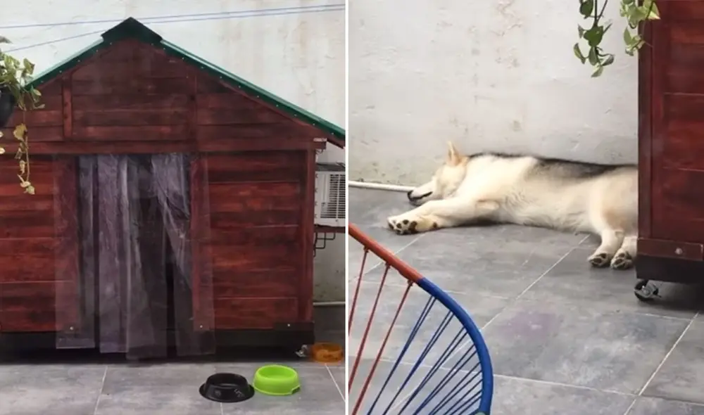 Desliza las imágenes para ver más detalles sobre esta graciosa escena. Foto: captura de TikTok