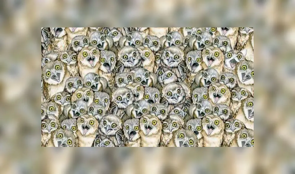 Facebook viral: ¿Ves al gato bebé oculto entre furiosos búhos? El reto visual que casi nadie puede superar Facebook viral: ¿Ves al gato bebé oculto entre furiosos búhos? El reto visual que casi nadie puede superar