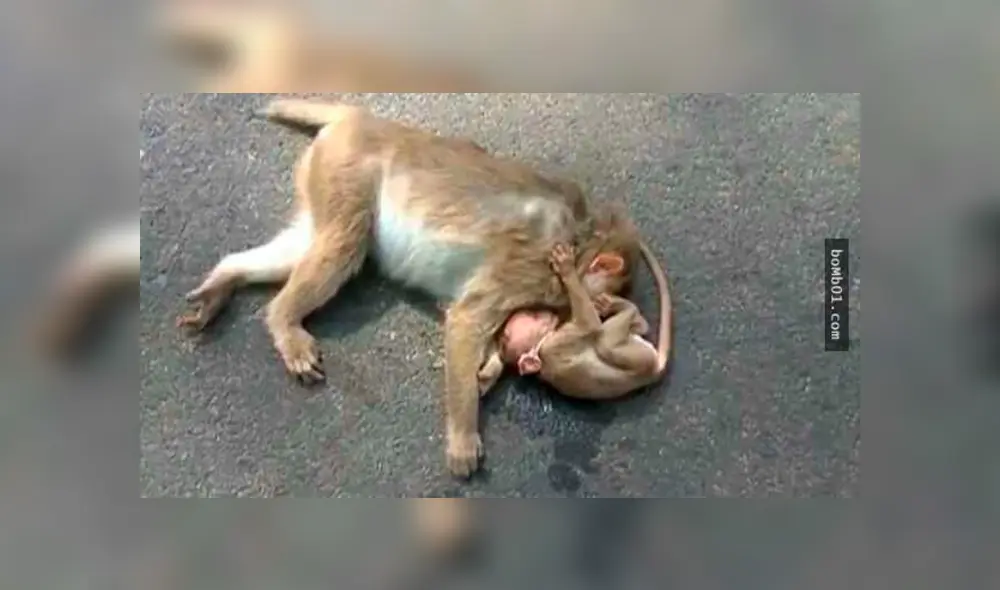 Facebook viral: madre macaco rompe en desgarrador llanto al creer que su bebé murió [FOTOS]