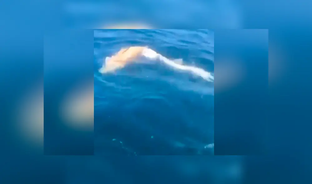 Desliza para ver los momentos más impactantes del video que se hizo viral en Facebook.