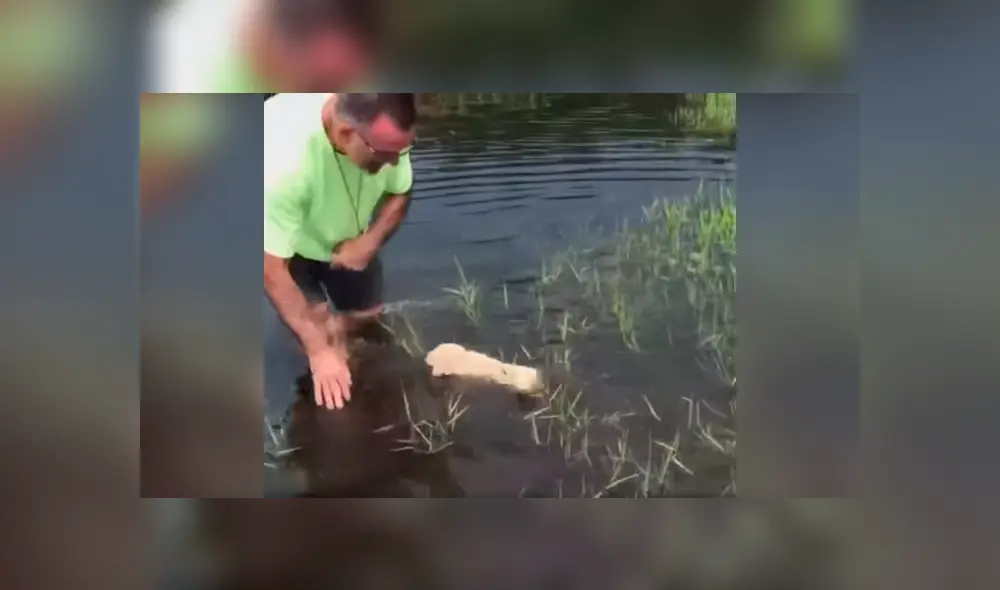 Desliza las imágenes para observar la valiente acción de unos perros bebés para nadar en un lago junto a su dueño. Fotocaptura: Facebook. Desliza las imágenes para observar la valiente acción de unos perros bebés para nadar en un lago junto a su dueño. Fotocaptura: Facebook.