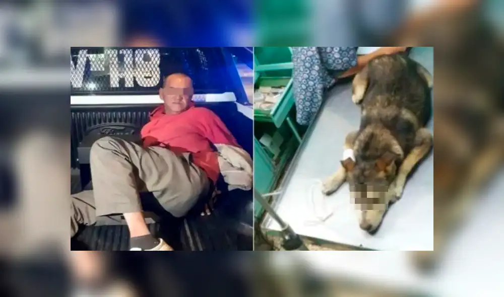 El can fue diagnosticado con líquido en los pulmones y un desgarro con sangrado en su útero tras sufrir maltrato y abuso sexual de un hombre. (Foto: Facebook) El can fue diagnosticado con líquido en los pulmones y un desgarro con sangrado en su útero tras sufrir maltrato y abuso sexual de un hombre. (Foto: Facebook)