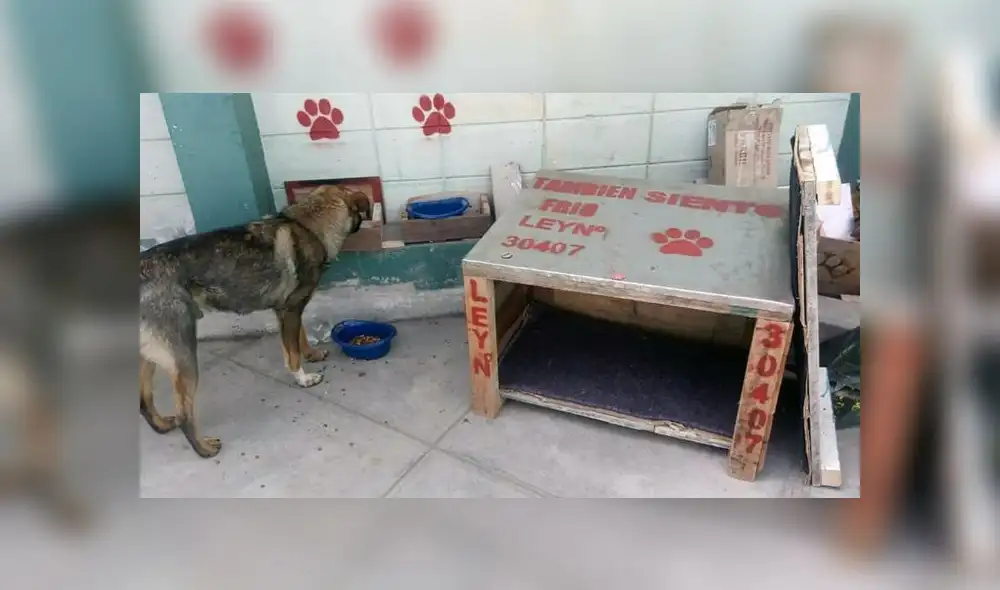 Pedro Delgado Gozar se ha convertido en el principal difusor de la Ley de Protección y Bienestar Animal. Pedro Delgado Gozar se ha convertido en el principal difusor de la Ley de Protección y Bienestar Animal.