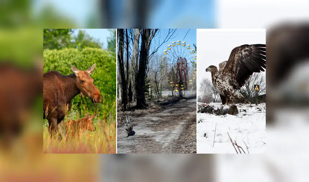 La vida florece en Chernobyl a pesar de ecosistema radiactivo [FOTOS]