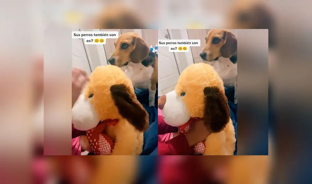 Desliza las imágenes para ver la increíble reacción que tuvo un perro 'celoso' al ver a su dueña acariciando a otro 'can'. Foto: captura/youtube