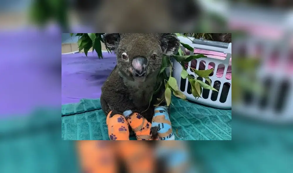 Detrás de la reinserción de los koalas hay un estudio que busca la aceptación en su hábitat. Detrás de la reinserción de los koalas hay un estudio que busca la aceptación en su hábitat.