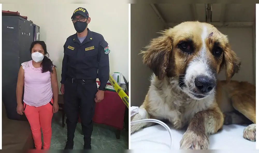 Mujer confirmó que golpeó a su mascota dos veces con un ladrillo.