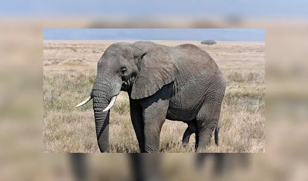 Elefante Elefante