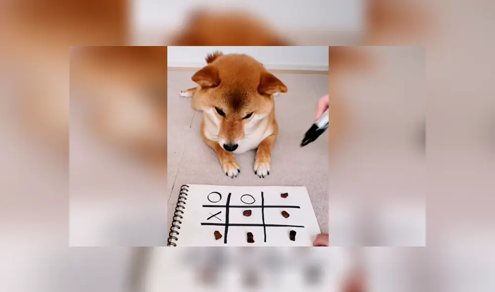 Desliza las imágenes para apreciar la destreza de un perro tras enfrentar a su dueña en una partida de ‘michi’.