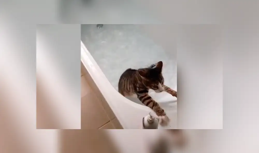 Desliza la imagen de TikTok para ver todas las imágenes. Foto: captura. Desliza la imagen de TikTok para ver todas las imágenes. Foto: captura.