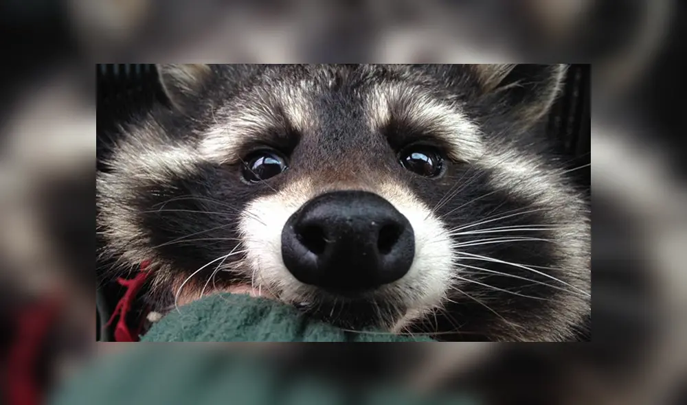 Falleció Oreo, el mapache que sirvió de modelo para crear a Rocket Racoon
