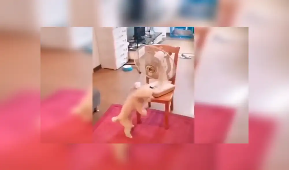 En Facebook, una chica se enteró que su perro había aprendido a encender el ventilador de su casa durante su ausencia. En Facebook, una chica se enteró que su perro había aprendido a encender el ventilador de su casa durante su ausencia.