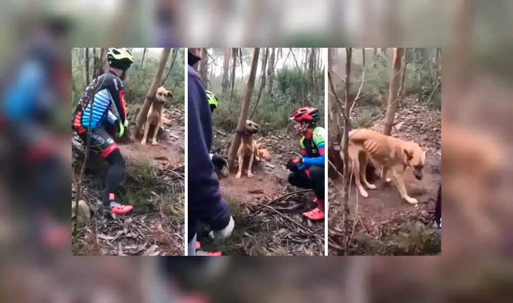 YouTube viral: ciclista detiene su recorrido para rescatar a perro atado a un árbol [VIDEO]