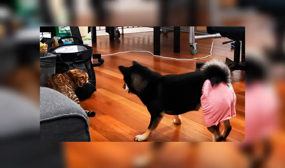 Travieso gato intentaba buscar comida en el bolso de su dueña, sin imaginar la intempestiva reacción que tendría el can. La graciosa escena se hizo viral en Facebook Travieso gato intentaba buscar comida en el bolso de su dueña, sin imaginar la intempestiva reacción que tendría el can. La graciosa escena se hizo viral en Facebook