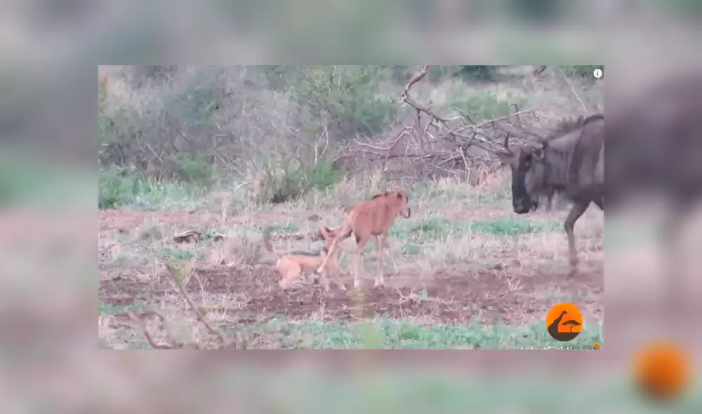Video es viral en YouTube. Un grupo de turistas fue testigo de una impresionante pelea protagonizada por una ñu hembra y dos hambrientos chacales que querían devorar a su cría. Foto: Captura.