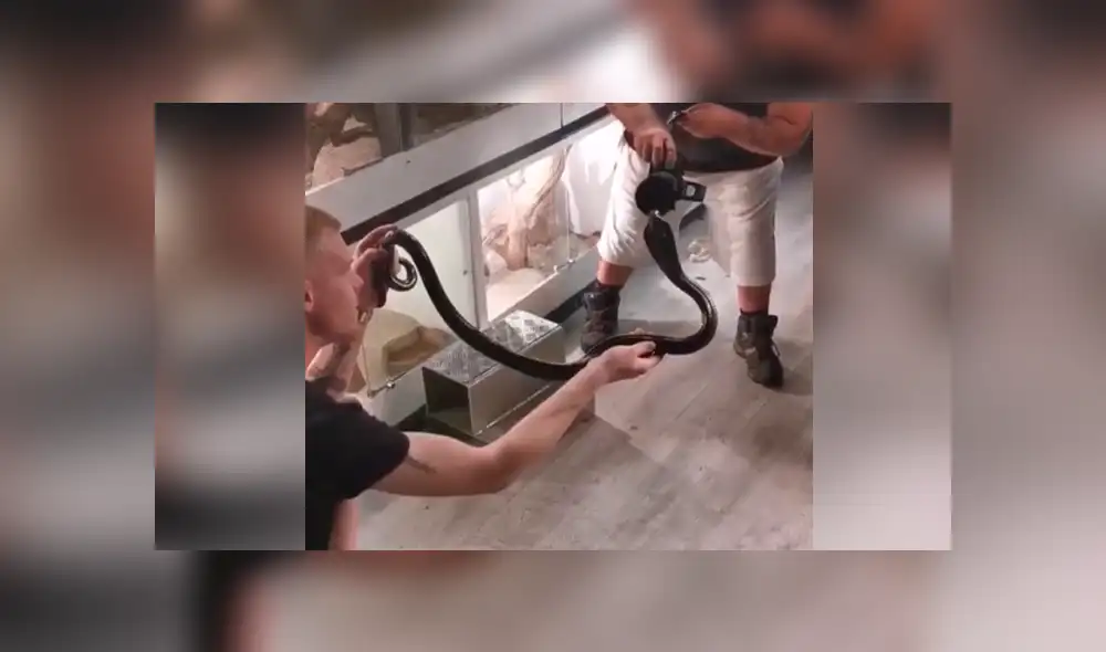 Facebook viral: fotógrafo realiza osada maniobra para hipnotizar a letal serpiente