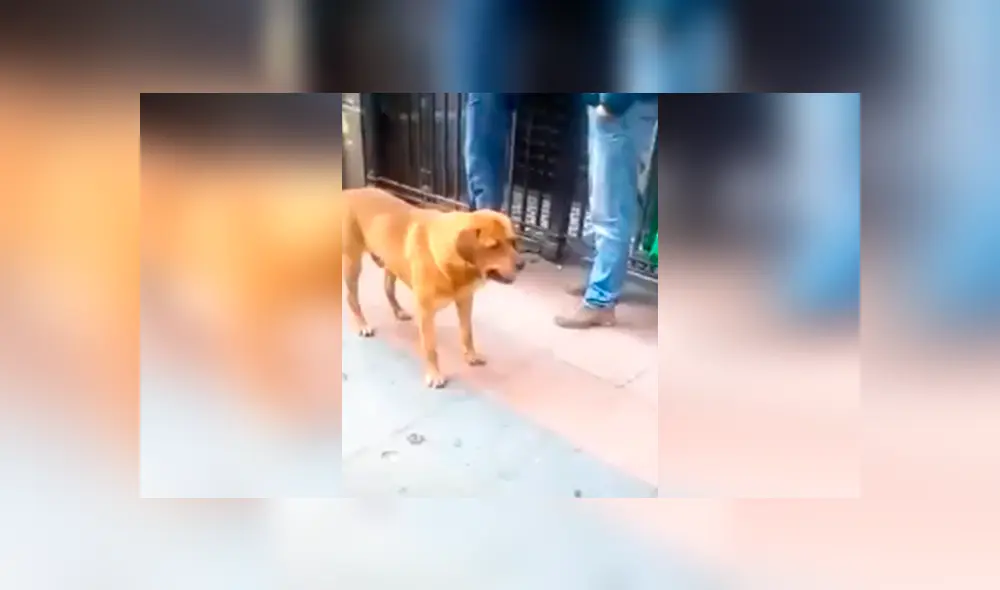 Desliza las imágenes hacia la izquierda para apreciar la emoción de un perro cuando unas personas se unen a su juego. Fotocaptura: Facebook.