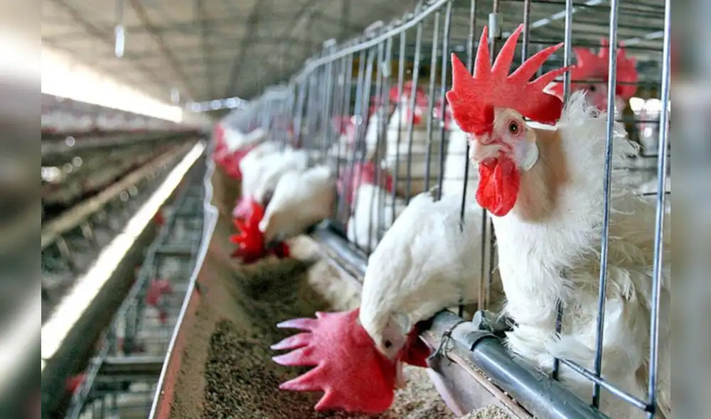 Estados Unidos notificó a la OMS reportando casos de influenza aviar Estados Unidos notificó a la OMS reportando casos de influenza aviar