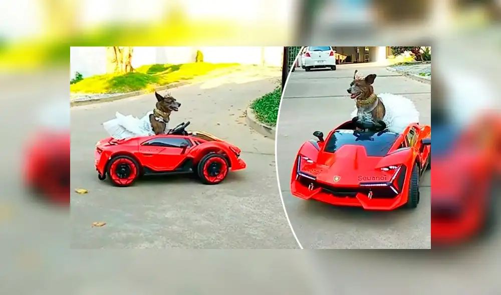 Desliza las imágenes para ver la divertida escena que registró una mujer entre su perro y su padre. Foto: Viral Press Desliza las imágenes para ver la divertida escena que registró una mujer entre su perro y su padre. Foto: Viral Press