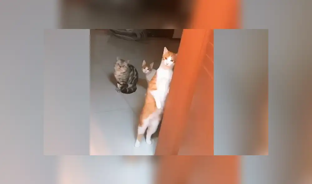 Facebook: este es el gato más chismoso del mundo, que se volvió viral en la red [VIDEO]