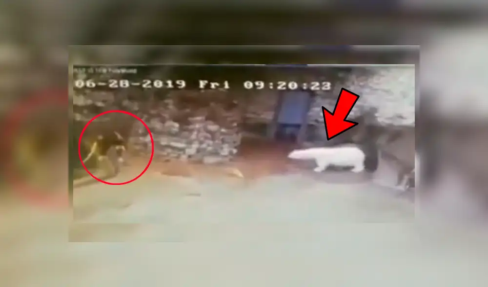 Una trabajadora de limpieza fue acechada por un enorme oso polar cuando se encontraba barriendo un aviario Una trabajadora de limpieza fue acechada por un enorme oso polar cuando se encontraba barriendo un aviario