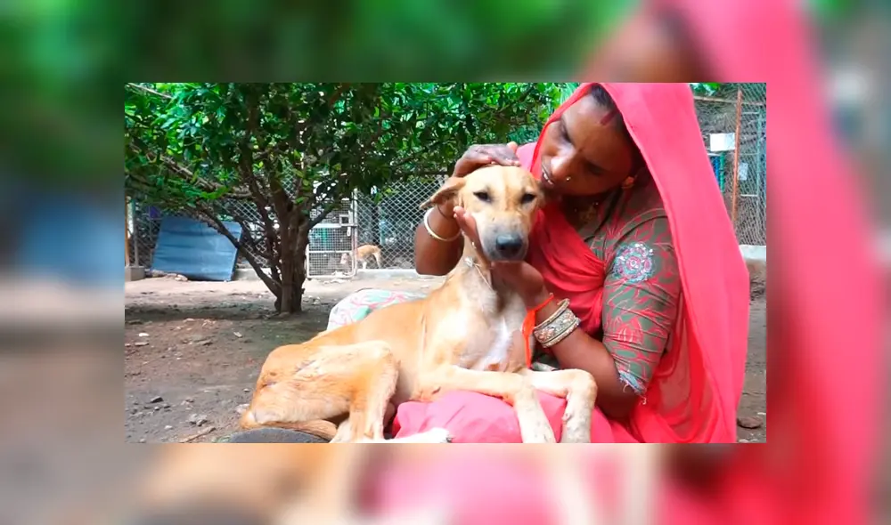 Un video viral de Facebook registró la radical evolución de un perro callejero que fue llevado a un veterinario.