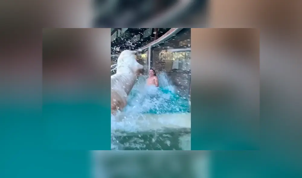 Desliza hacia la izquierda para ver el efusivo salto de un tigre albino al toparse con su cuidador. El video es viral en Facebook.