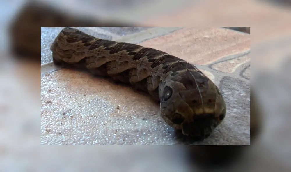 Facebook viral: Este gusano con apariencia de serpiente a dejado aterrados a miles de usuarios