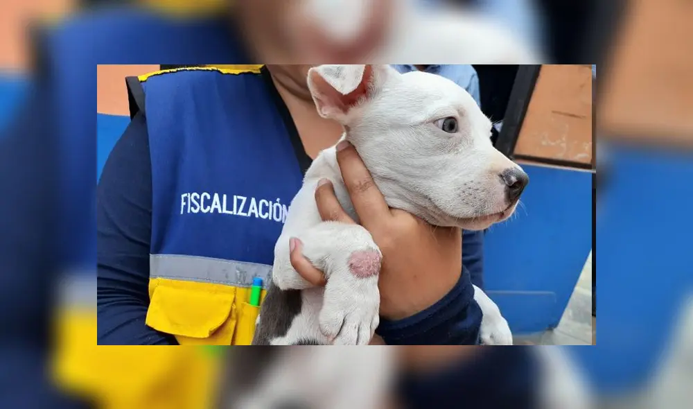 Los animales presentaban problemas en la piel.