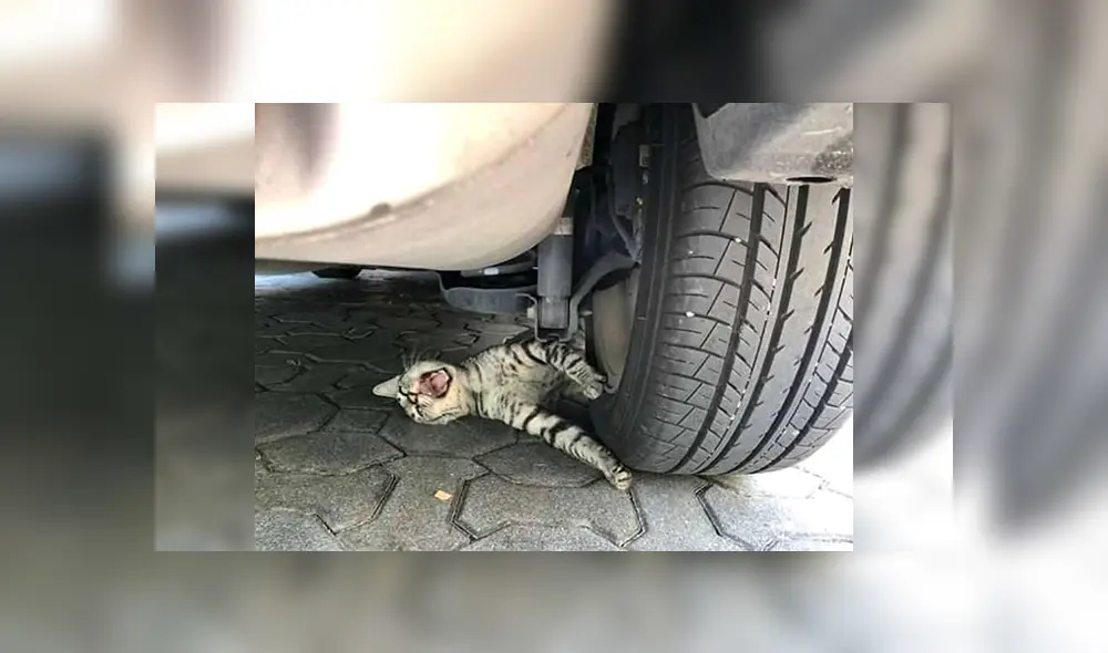 Facebook viral: cree que gato había sido aplastado por una llanta y se lleva una sorpresa [FOTOS]