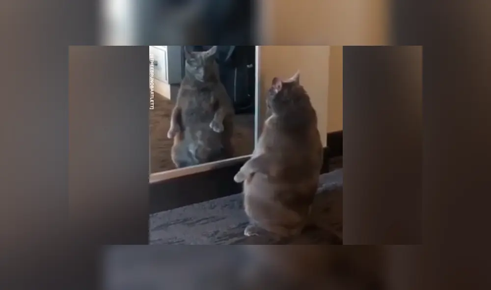 Facebook viral: gato con sobrepeso se ve por primera vez al espejo y tiene divertida reacción Facebook viral: gato con sobrepeso se ve por primera vez al espejo y tiene divertida reacción