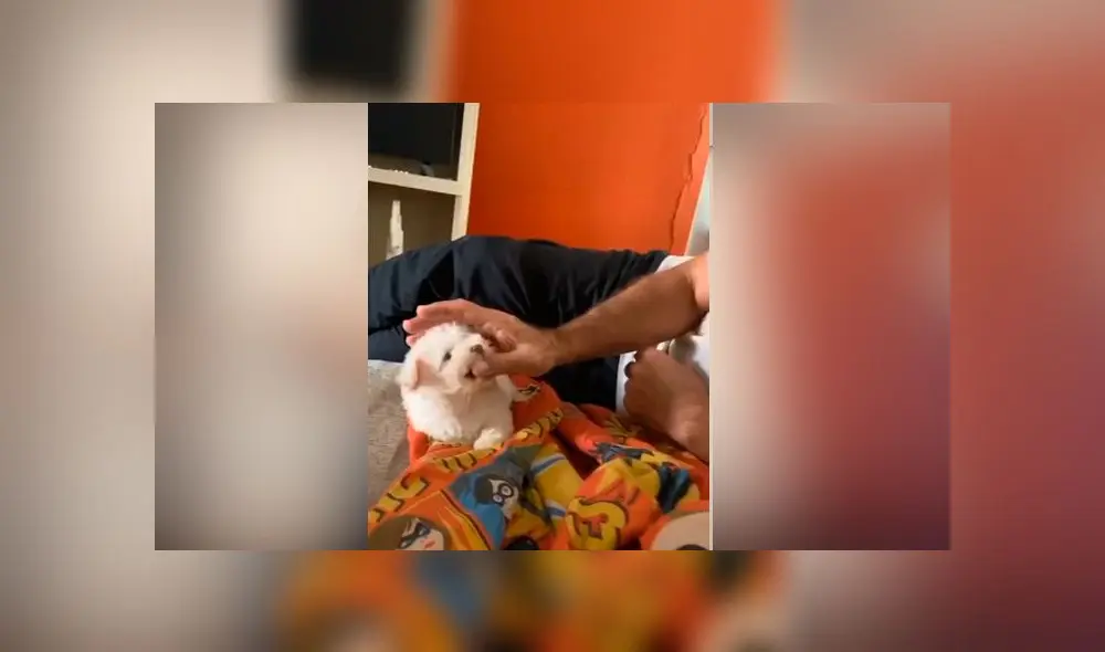Desliza las imágenes para ver la emotiva escena que protagonizó este hombre al conocer al perro bebé que adoptó su familia. Foto: TikTok Desliza las imágenes para ver la emotiva escena que protagonizó este hombre al conocer al perro bebé que adoptó su familia. Foto: TikTok