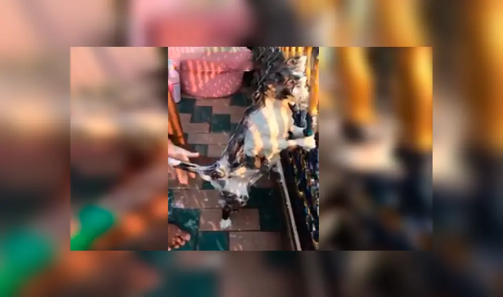 En Facebook, un gato tuvo una inesperada reacción cuando su dueña decidió bañarlo al verlo sucio.