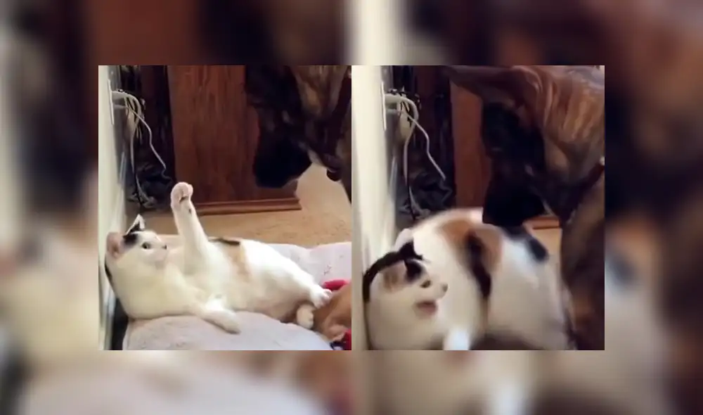YouTube viral: perro le da una terrible lección a gato que le robó su cama [VIDEO]