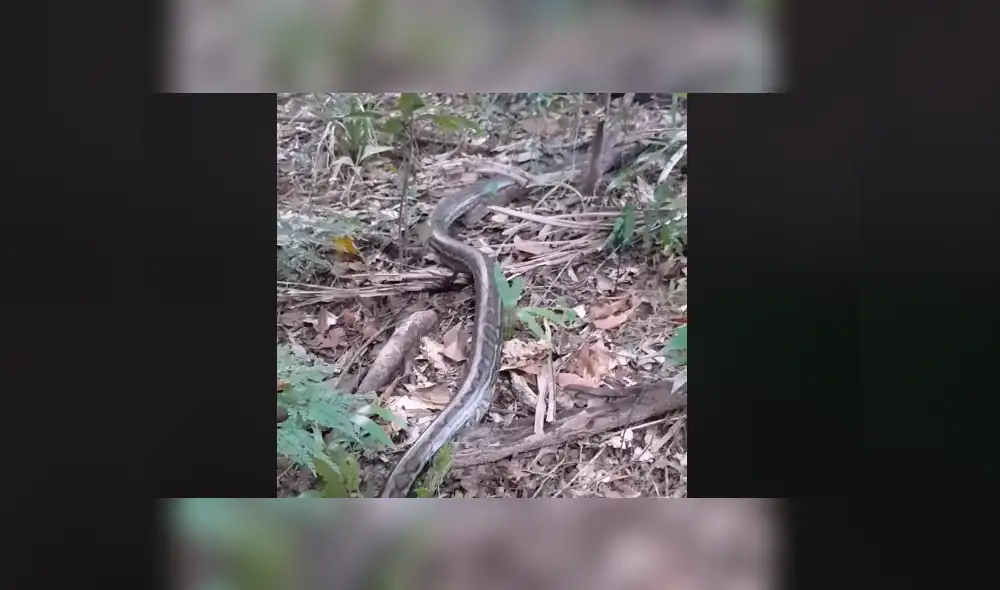 Un residente de Australia encontró a dos enormes serpiente peleando brutalmente dentro de su vivienda. Un residente de Australia encontró a dos enormes serpiente peleando brutalmente dentro de su vivienda.