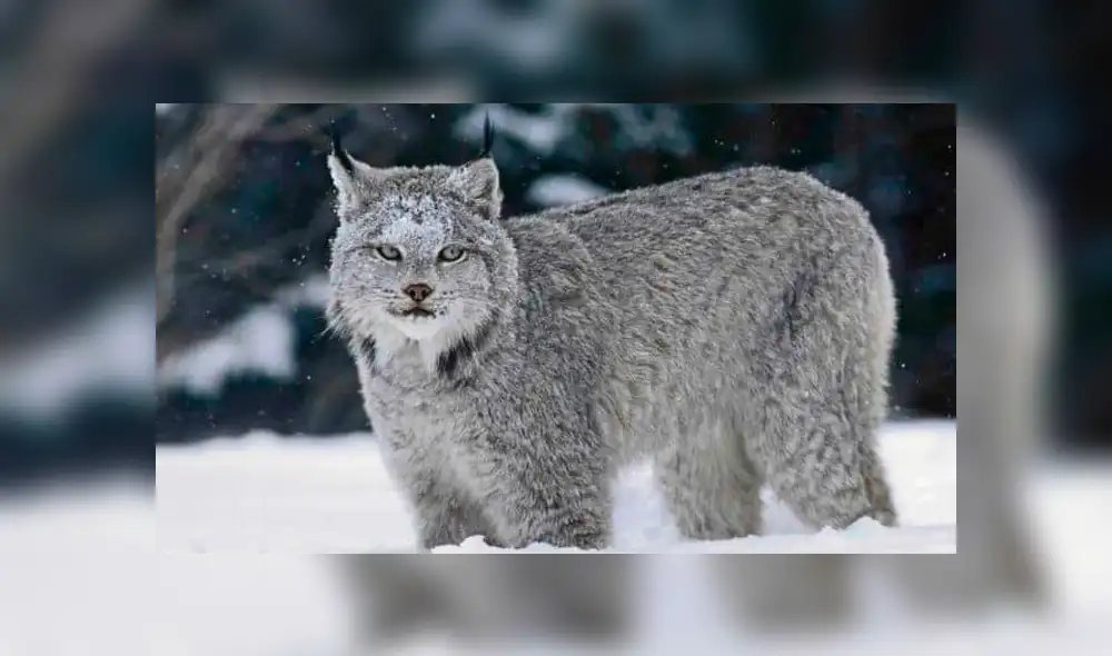Desliza para ver fotos del lince de Canadá que sorprendió a todos en Facebook. Foto: Captura. Desliza para ver fotos del lince de Canadá que sorprendió a todos en Facebook. Foto: Captura.