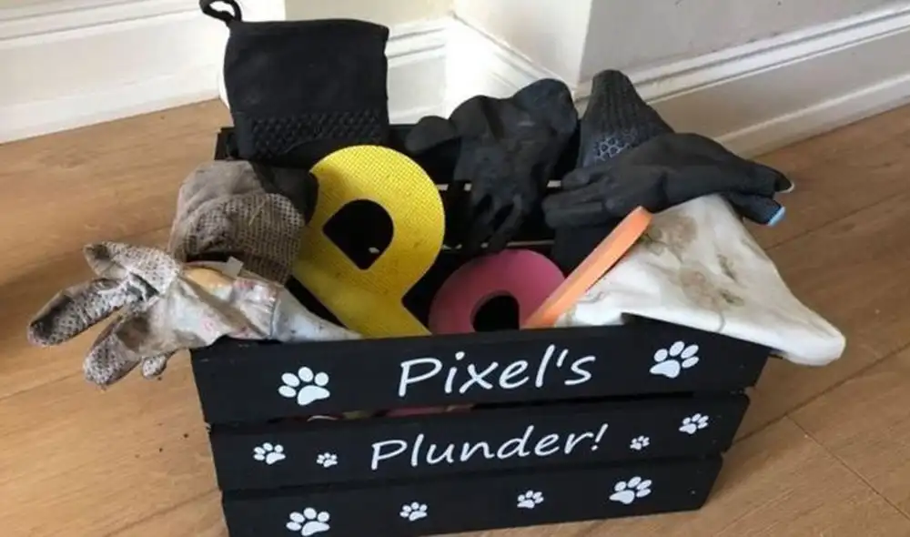 La gata iba a las casa de los vecinos y les robaba diferentes objetos para llevarlos a su hogar. Foto: Facebook