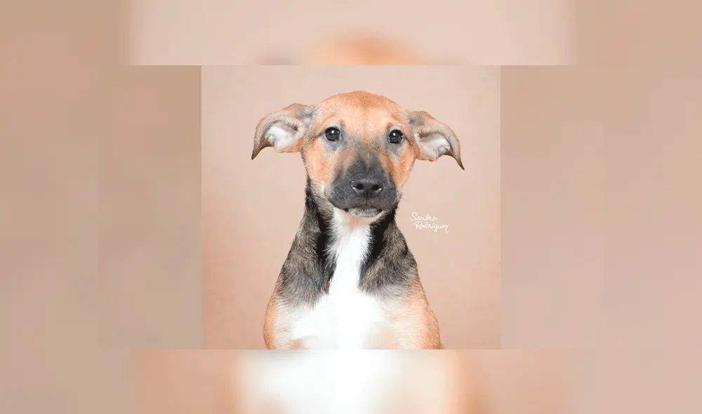 Perritos en adopción: Cachorros buscan un hogar. Foto: Instagram / Sandra Rodríguez