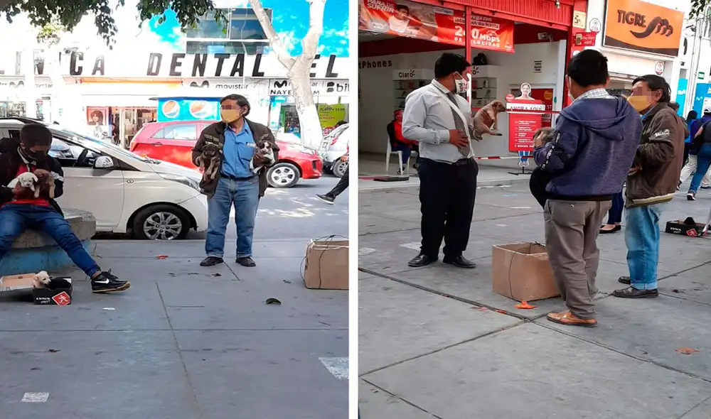 el comercio de mascotas