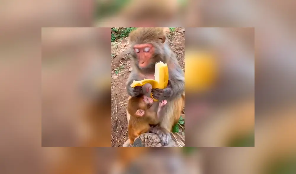 Desliza las imágenes hacia la izquierda para conocer la terrible acción de una mona al ignorar a su bebé. Foto: Clarín. Desliza las imágenes hacia la izquierda para conocer la terrible acción de una mona al ignorar a su bebé. Foto: Clarín.