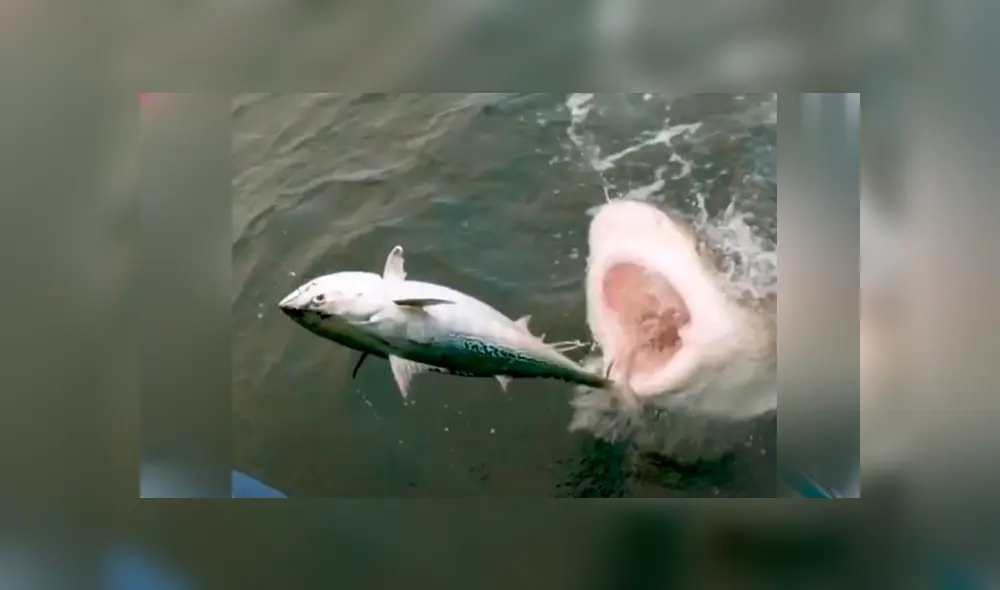 Un video viral en Facebook muestra a la peligrosa criatura que emergió del mar para capturar a pez. Un video viral en Facebook muestra a la peligrosa criatura que emergió del mar para capturar a pez.