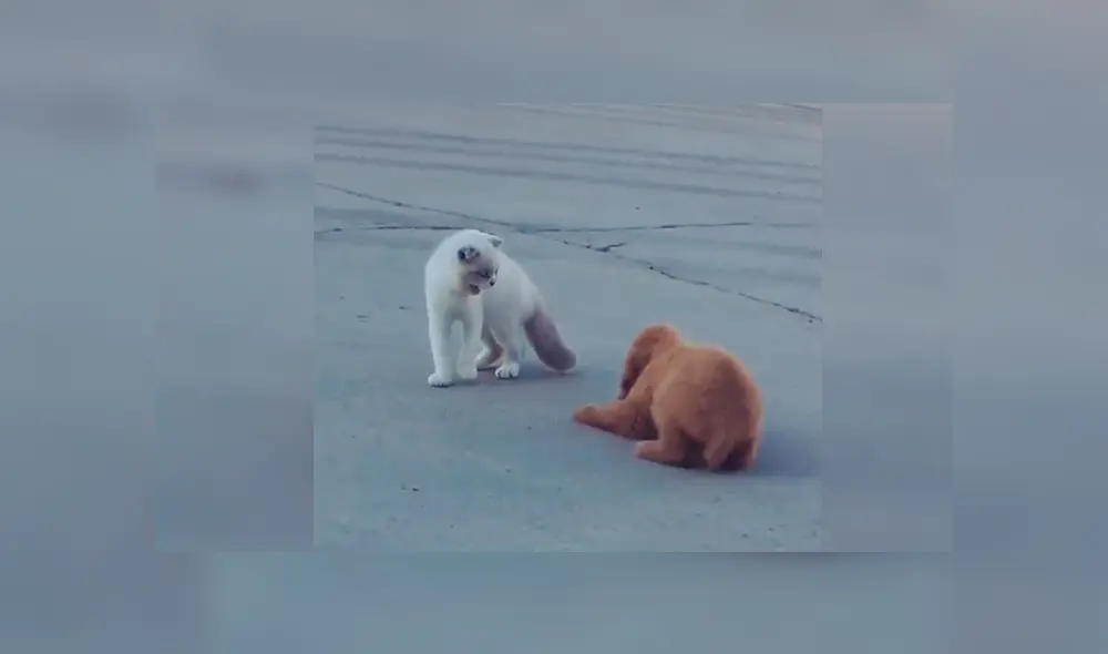 En YouTube, un cachorro quería jugarle una pesada broma a un gato, pero nada sale como esperaba.