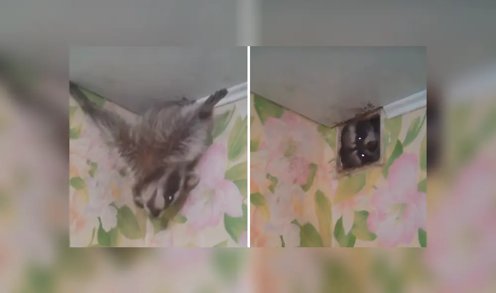 El animal de 15 kilos quedó atascado debido a ciertos impedimentos físicos, por lo que el joven se compadeció de él y le dio un poco de comida. Foto: captura