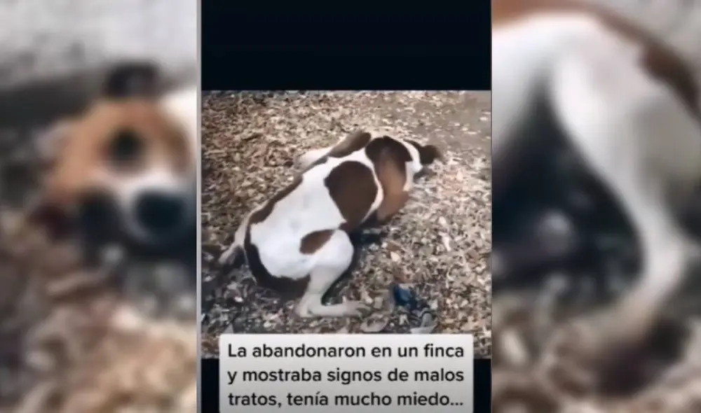 Las imágenes muestran la lamentable condición en que se encontraba 'Maggie'. Foto: Captura/TikTok/@yrinabaquero