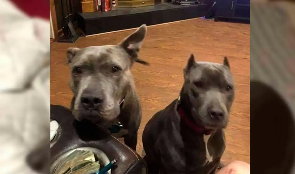 Rober publicó las fotografías de las mascotas que salvaron su vida. Foto: Captura/Twitter/@banpercie Rober publicó las fotografías de las mascotas que salvaron su vida. Foto: Captura/Twitter/@banpercie